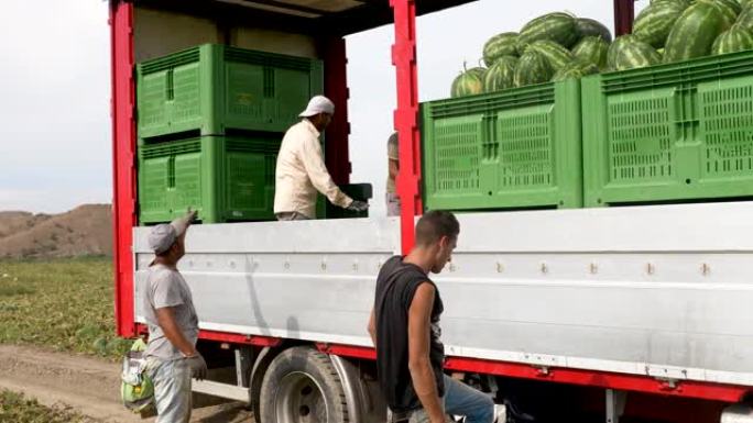 将采摘的西瓜装载到卡车上。农民、农业、水果