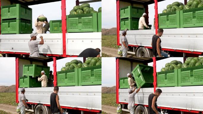 将采摘的西瓜装载到卡车上。农民、农业、水果