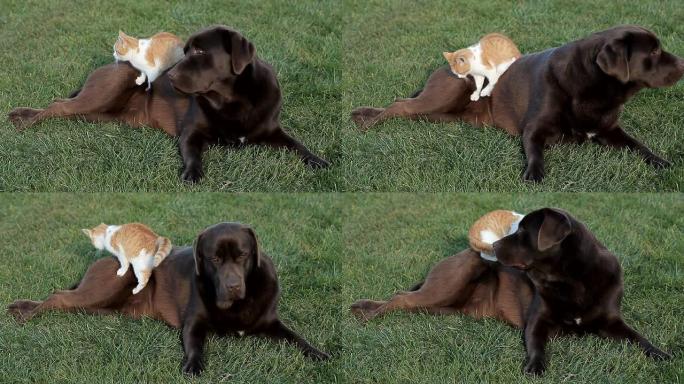 棕色拉布拉多犬的橙色小猫