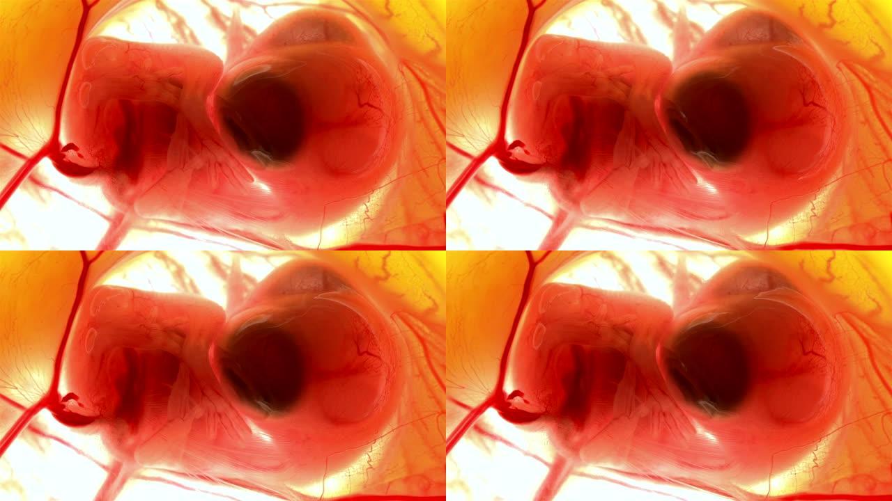 心跳和血液流经鸡蛋中的鸡胚中的血管
