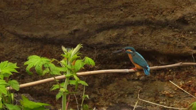 国后岛翠鸟(Alcedo atthis)