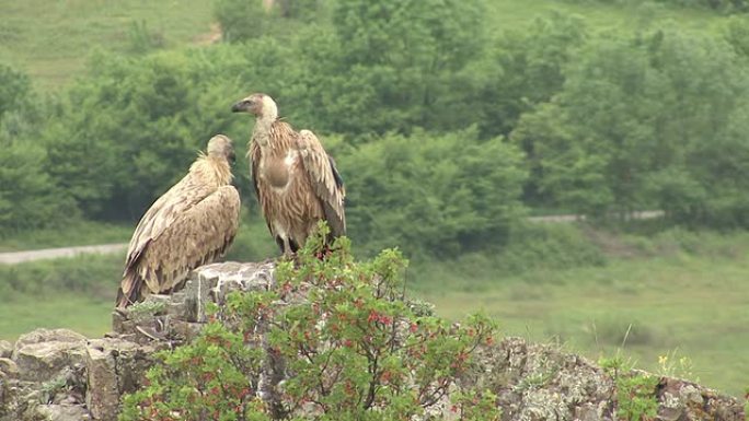 兀鹫(Gyps filvus)落在岩石上