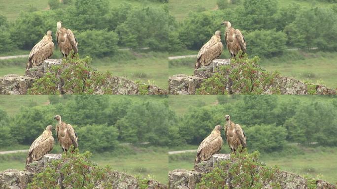 兀鹫(Gyps filvus)落在岩石上