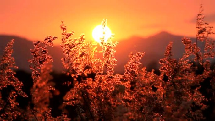 风和夕阳山背景上的草花