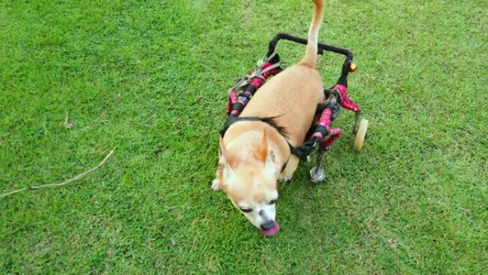 快乐可爱的残疾小狗坐在轮椅上或手推车在草地上行走，超高清4K。
