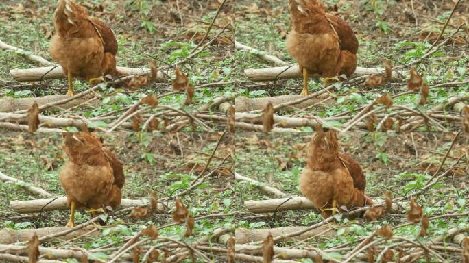 母鸡寻找食物
