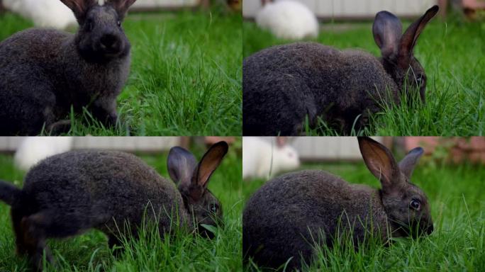 黑色搞笑兔子大耳朵跳到绿色草地上吃草