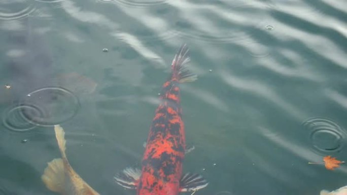 动物野生动物视频组锦鲤鱼在一个自然池塘游泳，在日本很健康。使锦鲤鱼在动物野生动物概念中健康和大。