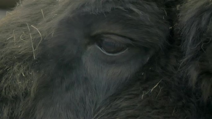 野牛的眼睛