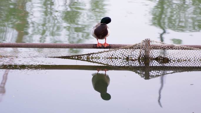 鸭子在水面护栏休息梳理羽毛