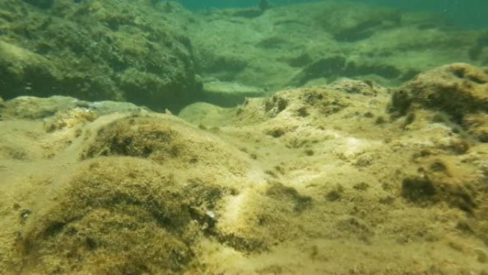 水下美丽的背景。海床的绿松石水下生活。太阳光线在水中折射。绿松石水。动植物。