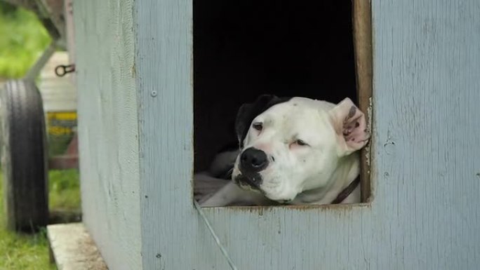 狗屋中的美国斗牛犬