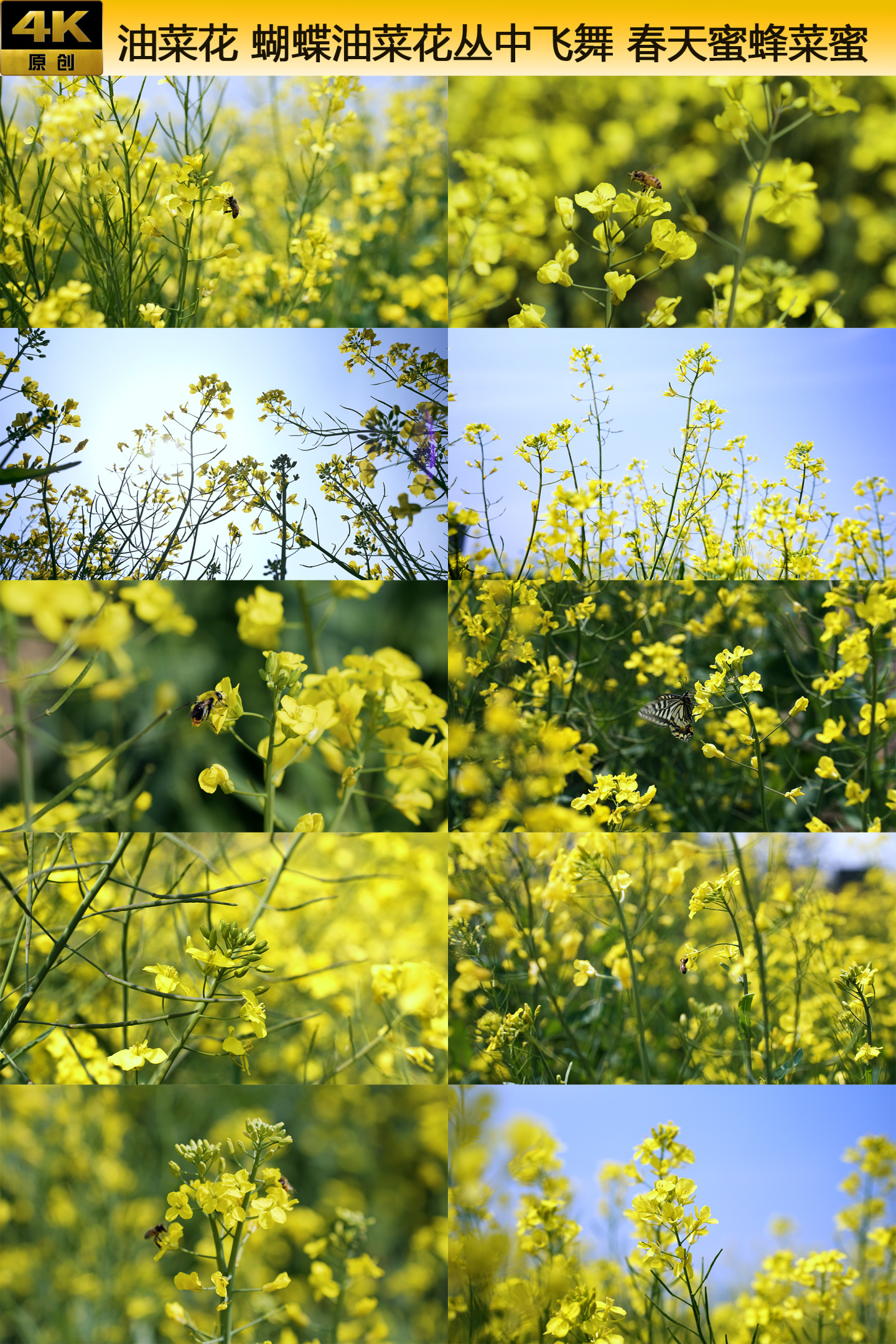 油菜花 蝴蝶油菜花丛中飞舞 春天蜜蜂菜蜜