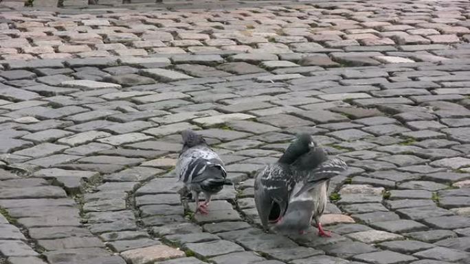 三只鸽子按它们的啄食顺序进食并战斗