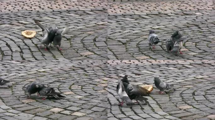 三只鸽子按它们的啄食顺序进食并战斗