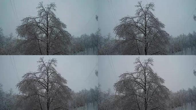 风中雪覆盖的树