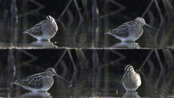 普通鹬 (Gallinago gallinago)