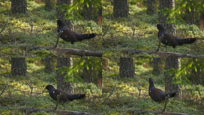 西部刺山柑 (Tetrao urogallus)