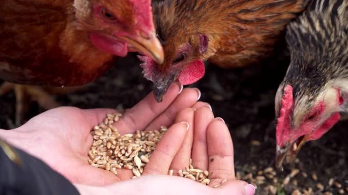 农场院子里的幼鸡从人类手中吃粮