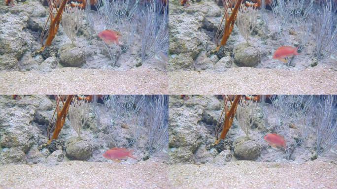 海底寻找食物的一条红色的小海鱼被珊瑚包围