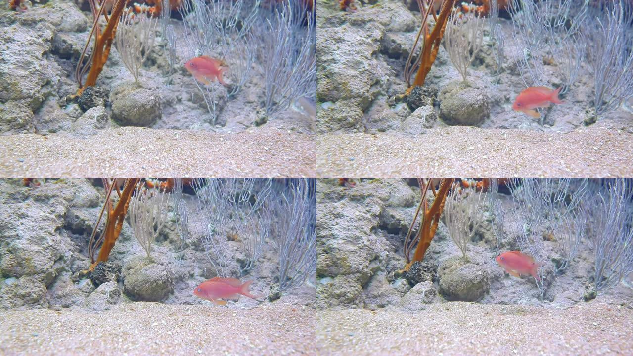海底寻找食物的一条红色的小海鱼被珊瑚包围