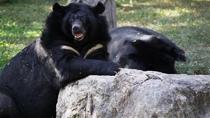 亚洲黑熊或西藏黑熊，科学名称为 “Ursus thibetanus”，在高清中躺下并放松