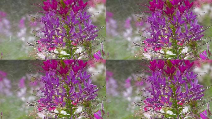 高清撒上紫丁香花与飞蜂，特写