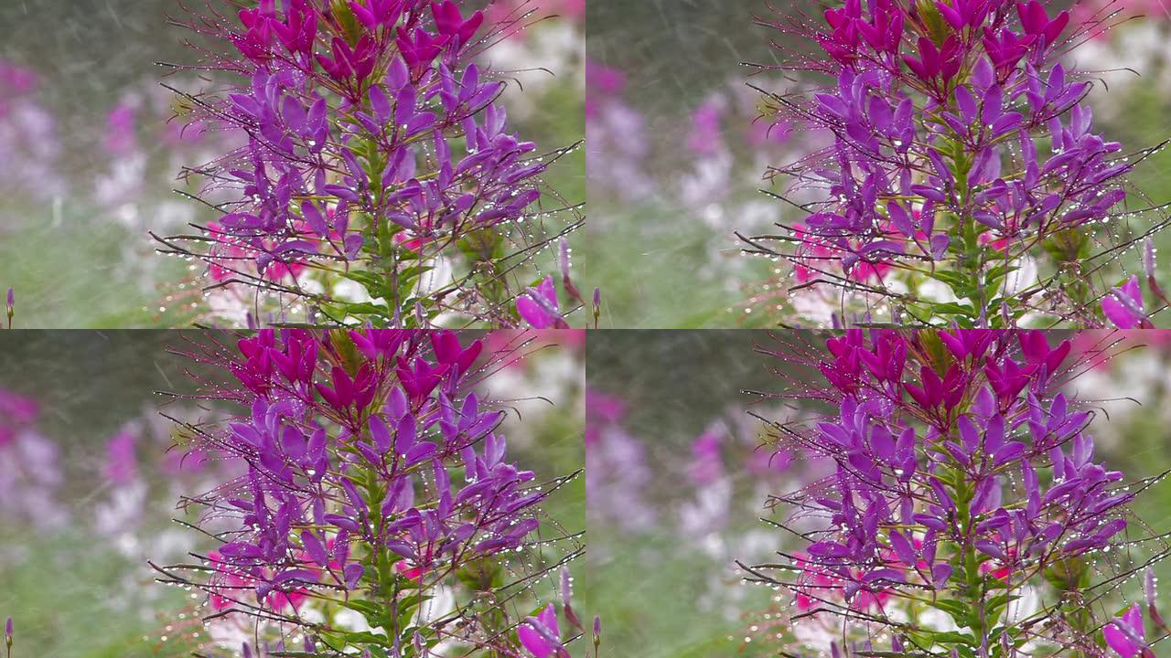 高清撒上紫丁香花与飞蜂，特写