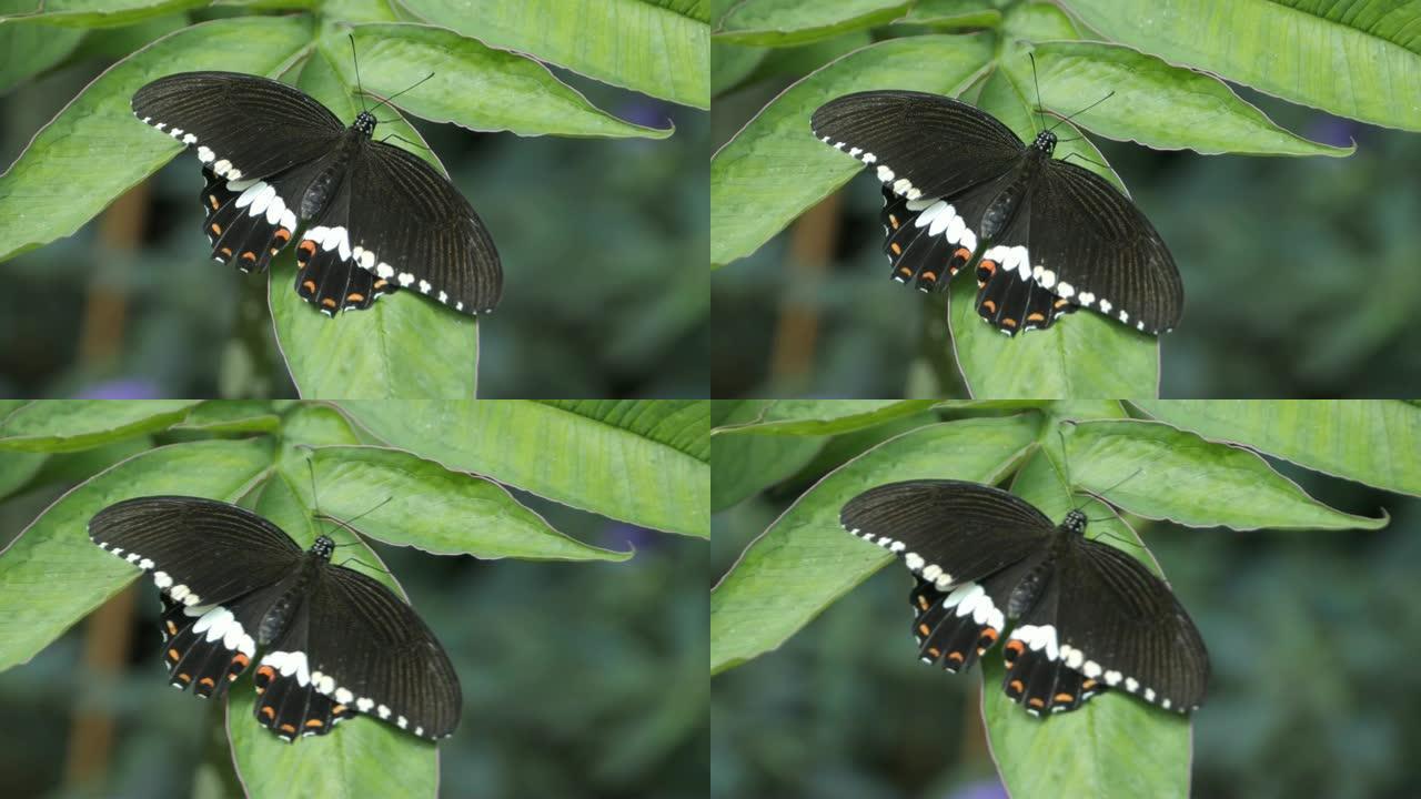 常见的摩门教的蝴蝶