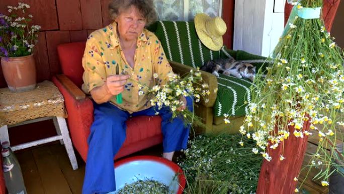经验丰富的草药老奶奶为冬天和猫准备草药。4K