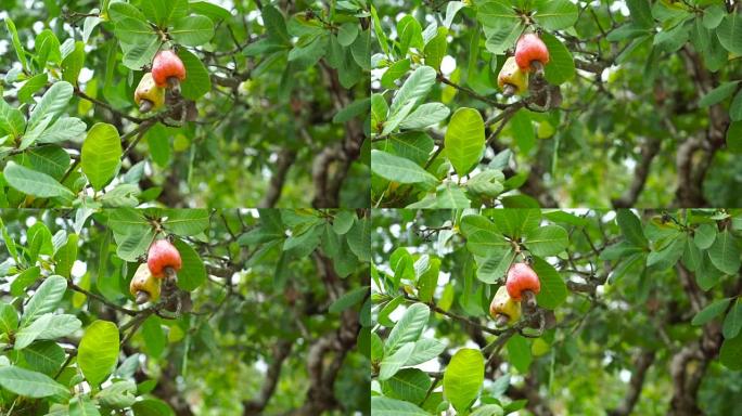 腰果和它们的坚果在树上成熟了