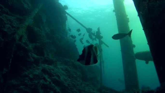 一群热带鱼在马尔代夫的旧码头-印度洋下游泳