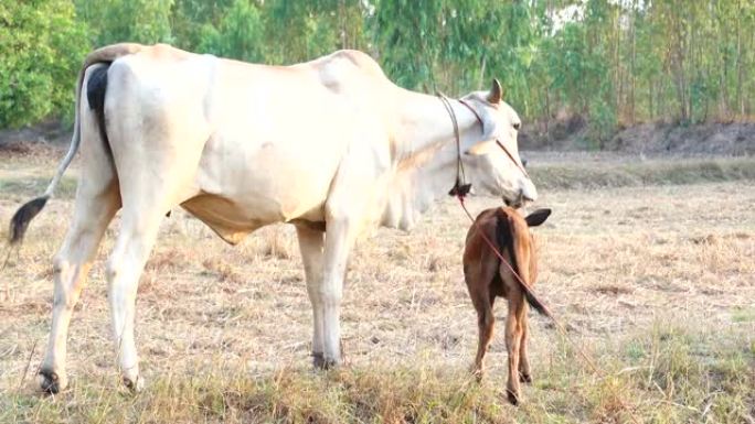 棕色和白色的小牛和他的母亲在农场里，牛在大自然中，牛正在打扫她的婴儿。