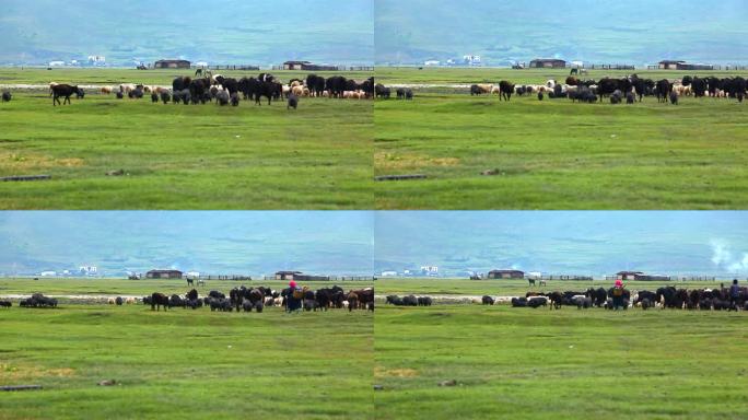 高原草原上牧民放牧耗牛牛群羊群猪马村落