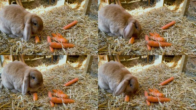 棕色，甜美的兔子在兔子的储藏室里吃新鲜的胡萝卜