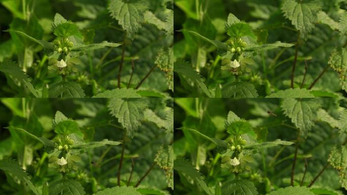 植物和昆虫 (西高加索)