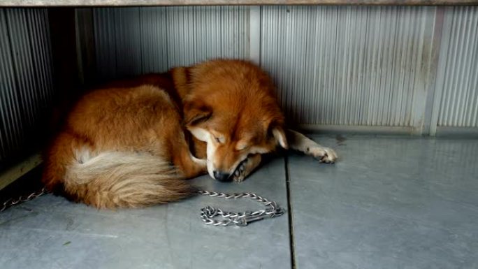 睡在地上的红毛狗