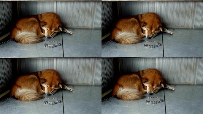 睡在地上的红毛狗