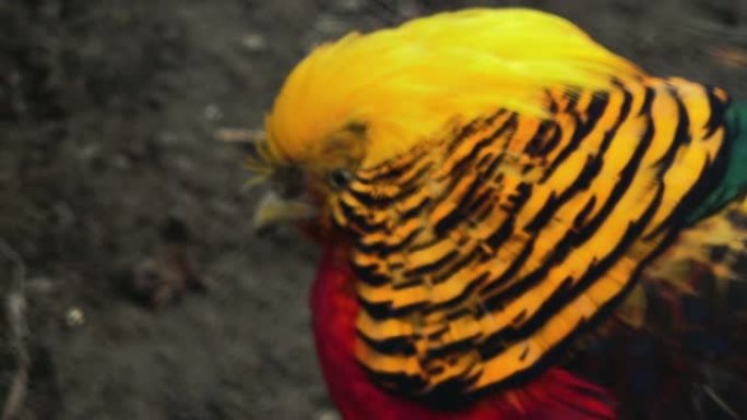 中国野鸡，在自然栖息地有红色和黄色的头，
