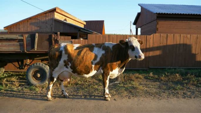 俄罗斯伊尔库茨克奥尔洪岛的动物牛