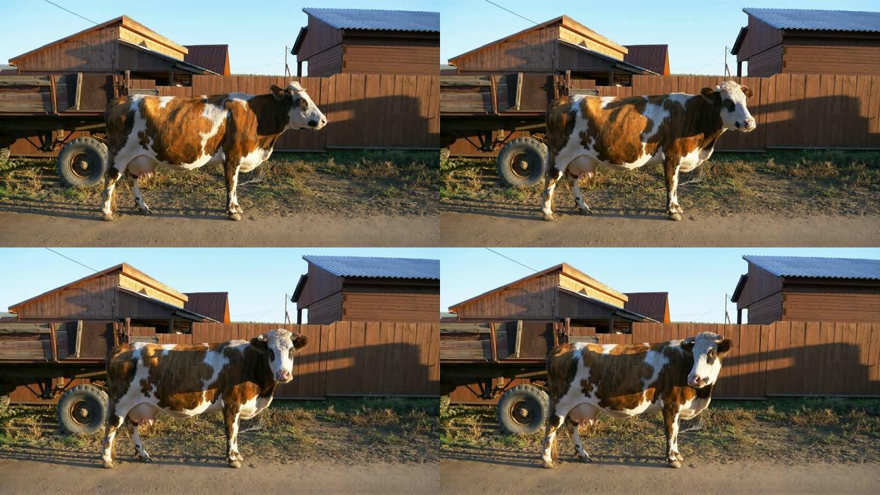俄罗斯伊尔库茨克奥尔洪岛的动物牛