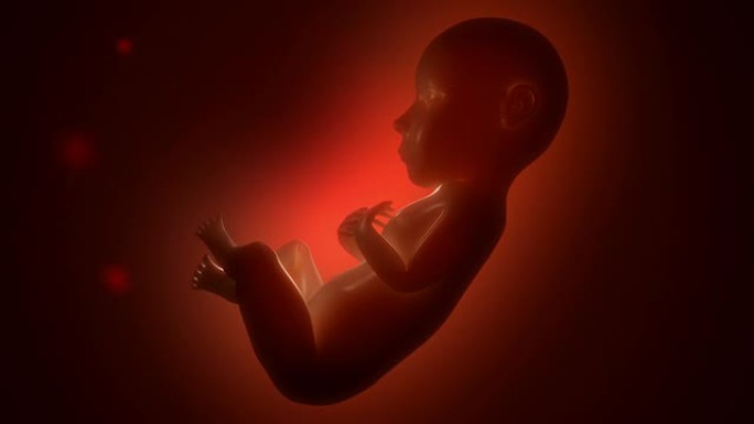 睡眠胎儿-人类出生阶段