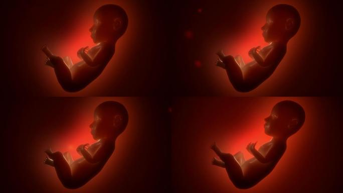 睡眠胎儿-人类出生阶段