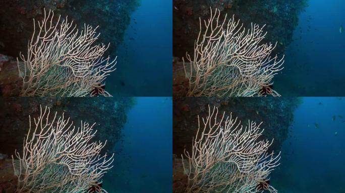 水下Ellisella Gorgonian海扇珊瑚的碳捕获系统