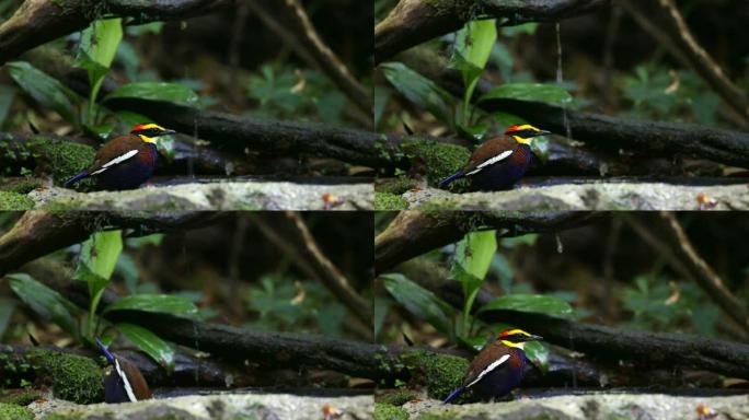 皮塔鸟: 成年雄性马来亚带状皮塔 (Hydrornis irena