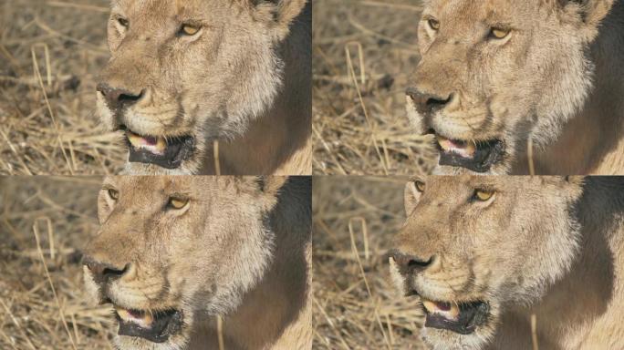 240p塞伦盖蒂国家公园母狮喘气的慢动作特写