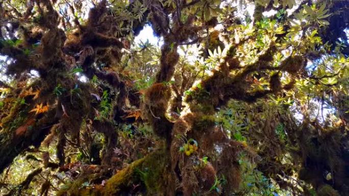 复古苔藓和蕨类复古风格的冷杉林迷雾景观