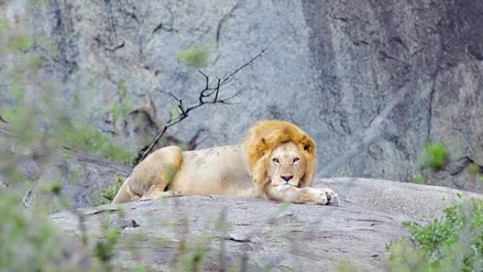 狮子王懒惰在岩石上