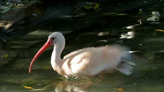 水中的幼朱鹮 (Eudocimus ruber)