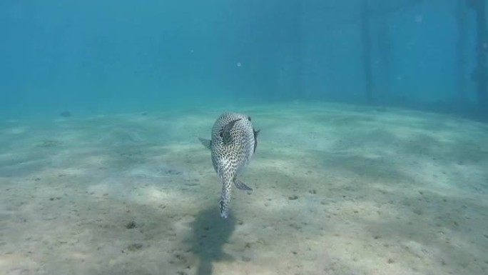 星状河豚 (Arothron stellatus) 红海，Marsa Alam，Abu Dabab，